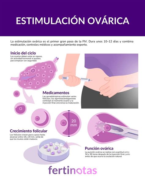 Infografía del proceso de estimulación ovárica controlada