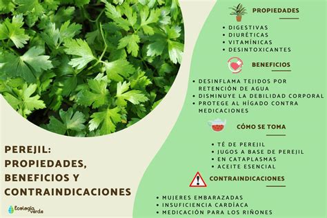 Infografía: componentes tóxicos del aceite esencial de perejil y sus efectos