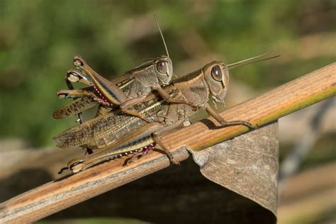 Saltamontes hembra usando su ovopositor para analizar el suelo