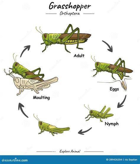 Diagrama de ovopositor de saltamontes y huevos enterrados