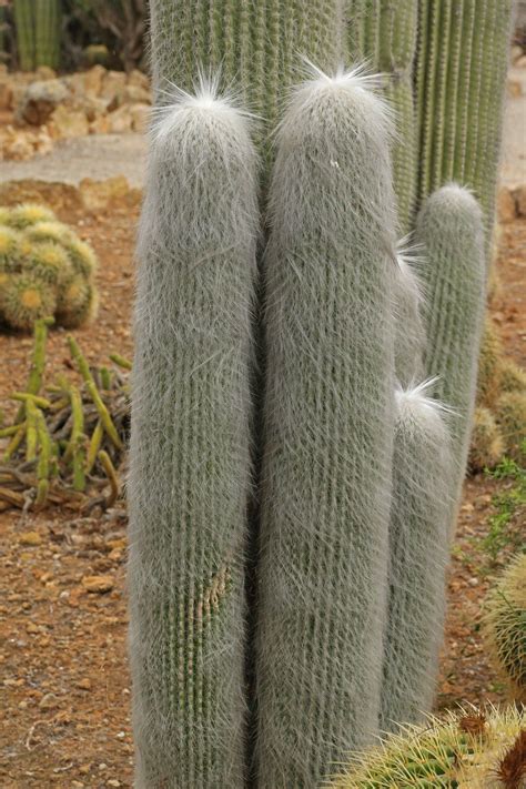 Fotografía de un cactus Cephalocereus Senilis joven con brotes laterales aptos para esquejes
