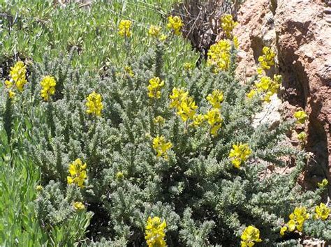 Foto de Adenocarpus viscosus en plena floración en un entorno de alta montaña