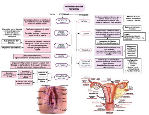 Esquema de la anatomía vaginal y zonas íntimas femeninas