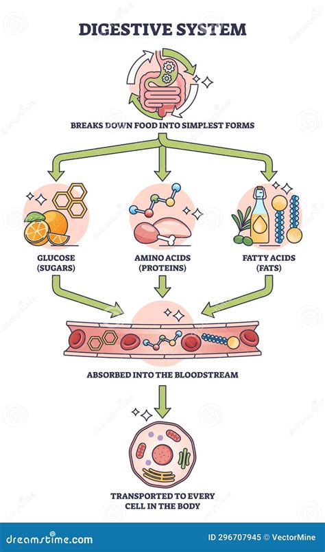 esquema del sistema digestivo del bebé con énfasis en la microbiota