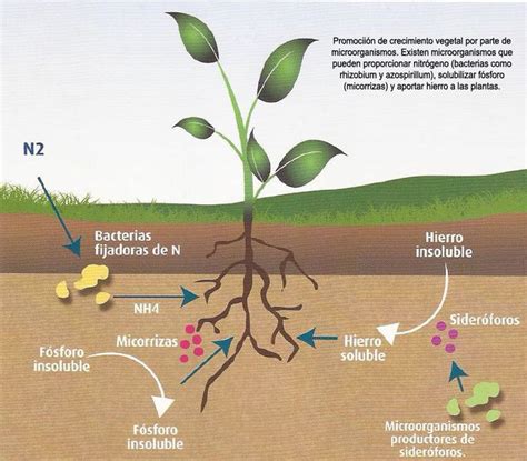 Diagrama: Interacción de microorganismos y nutrientes en el suelo con fertilizante orgánico
