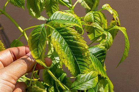 Planta con hojas amarillentas o rizadas, indicando deficiencia de potasio