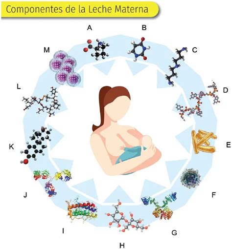 Infografía: Ciclo de transferencia de nutrientes desde la dieta materna hacia la leche humana y posibles efectos en el lactante.