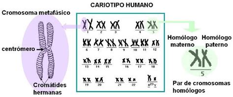 Esquema de un cariotipo humano con 23 pares de cromosomas