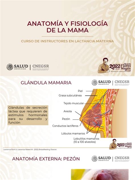 Esquema general de la anatomía de la mama femenina, incluyendo ligamentos de Cooper y músculos pectorales.
