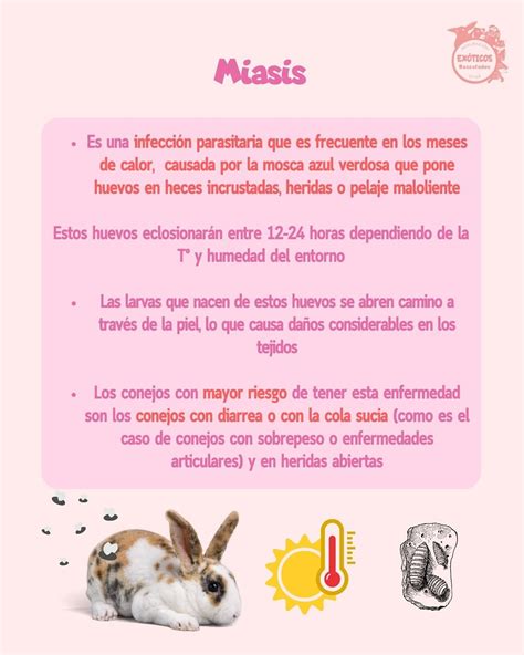 Infografía sobre los peligros de la miasis en conejos por falta de higiene