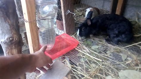 Diagrama paso a paso para construir un bebedero casero para conejos