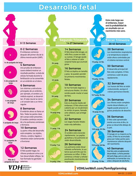 diagrama del desarrollo fetal semana a semana
