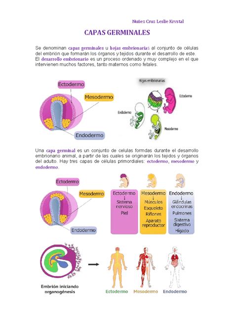 Diagrama comparativo de desarrollo embrionario diblástico y triblástico, mostrando las tres capas germinales (ectodermo, mesodermo, endodermo)