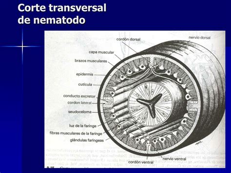 Corte transversal esquemático de un nematodo mostrando las capas embrionarias y el pseudoceloma