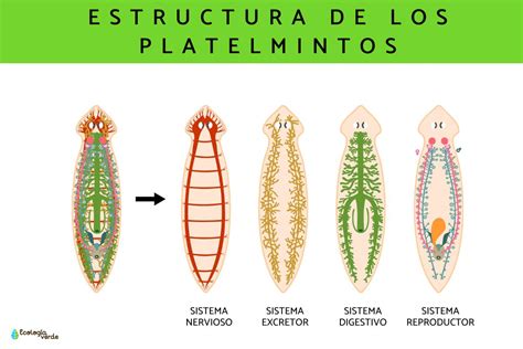 Infografía comparativa de la anatomía básica de un platelminto y un nematodo, resaltando la organización de órganos derivados de las capas embrionarias