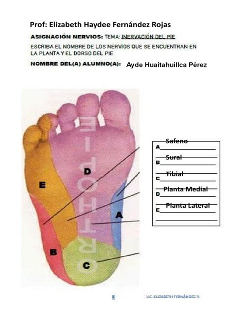 Infografía: Anatomía del pie infantil y zonas clave para el desarrollo