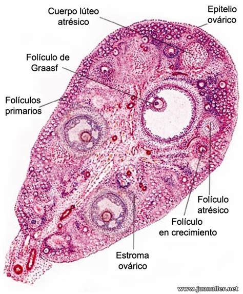 Fotografía microscópica de un corte histológico de ovario de avestruz mostrando folículos en diferentes etapas de desarrollo