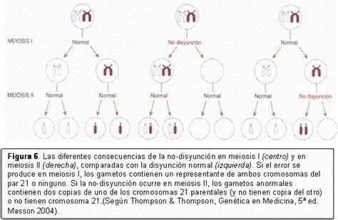 Diagrama mostrando el proceso de no disyunción del cromosoma 21