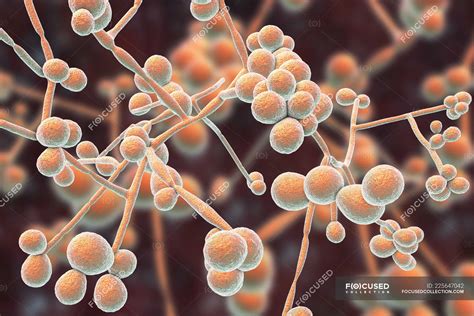Ilustración microscópica del hongo Candida albicans