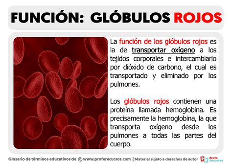 Esquema de la función de los glóbulos rojos y la hiperviscosidad sanguínea
