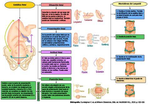 Esquema de la relación materno-fetal y los puntos de conflicto