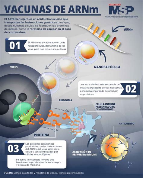 Esquema explicativo sobre cómo las vacunas de ARNm instruyen a las células para generar una respuesta inmune protectora.