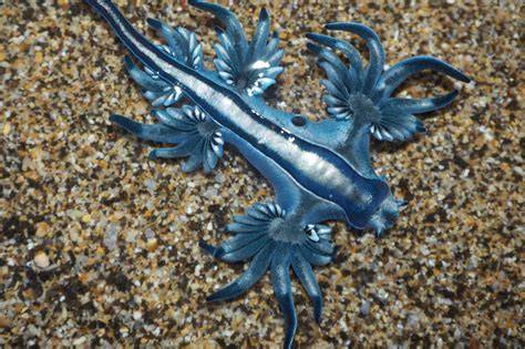 Diagrama mostrando a Glaucus atlanticus ingiriendo una Physalia physalis y acumulando nematocistos.