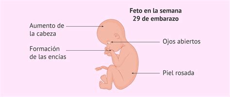 Esquema del feto dentro del útero en la semana 29, mostrando los posibles movimientos
