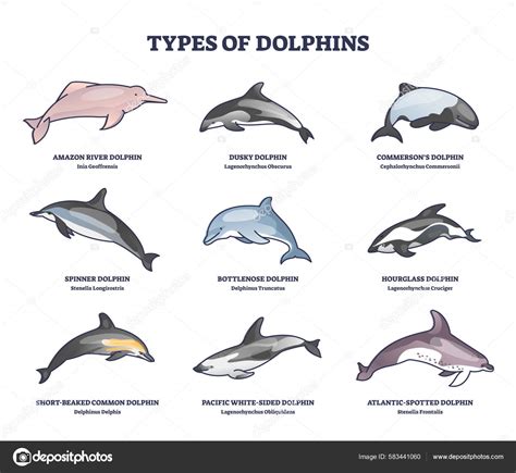 Infografía comparativa de las dietas de diferentes especies de delfines