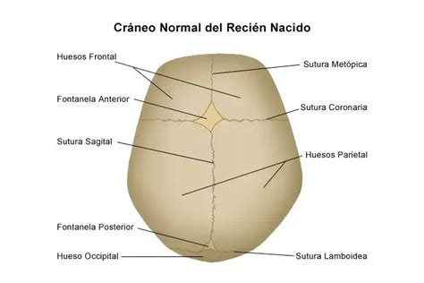 Diagrama de un cráneo infantil con las suturas craneales claramente marcadas