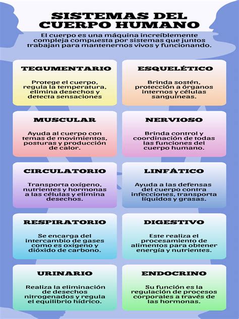Infografía sencilla sobre los principales sistemas del cuerpo humano (digestivo, respiratorio, circulatorio, nervioso, musculoesquelético)