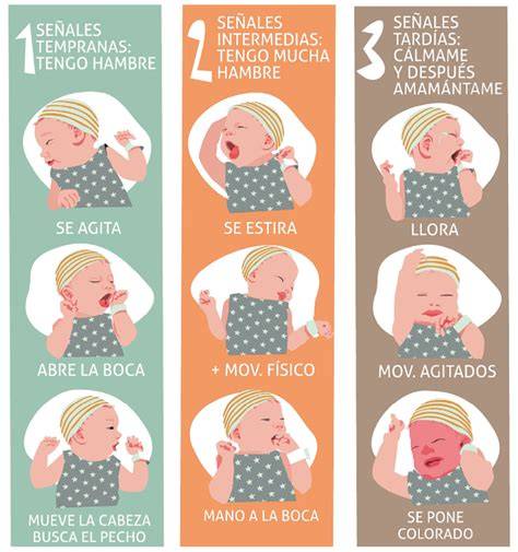Esquema de las señales de hambre y saciedad en bebés