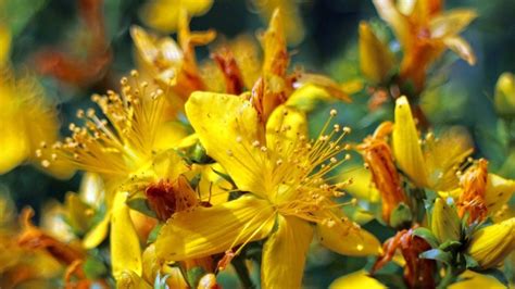Foto de la planta Hypericum perforatum (hierba de San Juan) florecida