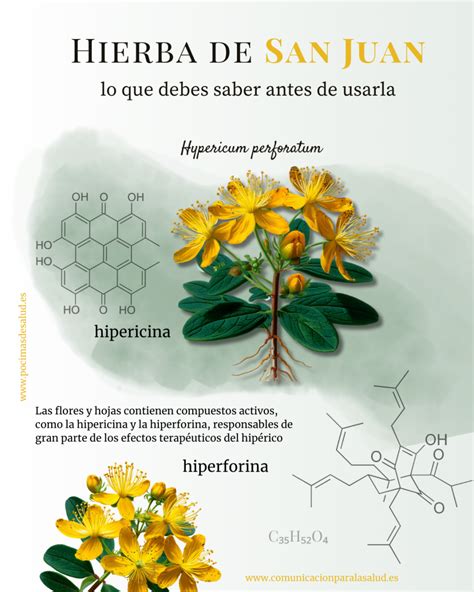 Infografía: Principios activos de la hierba de San Juan y sus efectos (hipericina, hiperforina, antioxidantes)