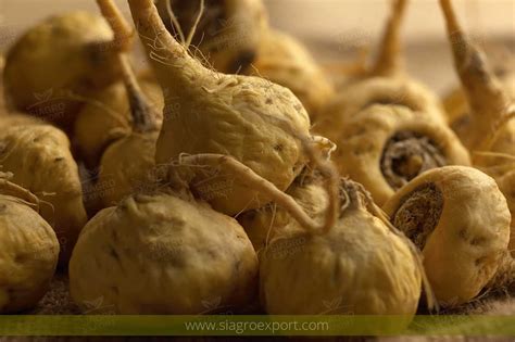 Foto de la raíz de Maca (Lepidium meyenii)