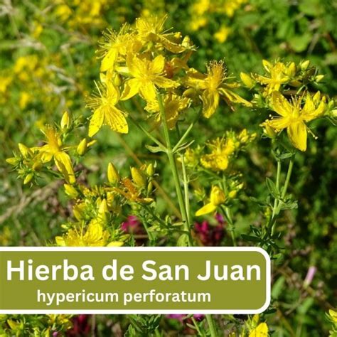 Esquema de interacciones farmacológicas de la hierba de San Juan