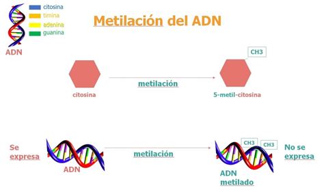 Diagrama de metilación del ADN y cómo afecta la expresión génica