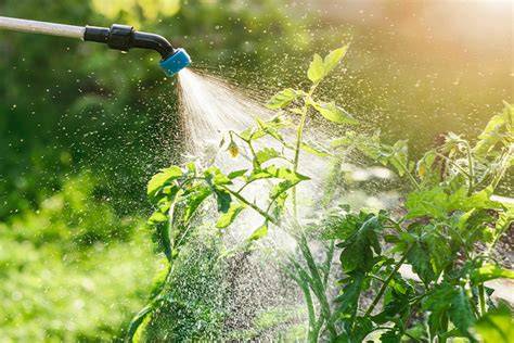 Foto temática de una planta en floración con gotas de fertilizante