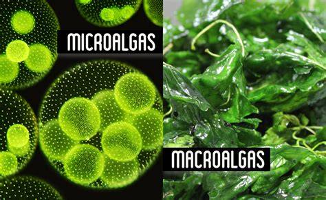Infografía comparativa de la composición nutricional de microalgas y macroalgas