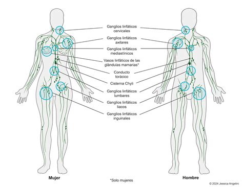 Diagrama del sistema linfático humano con enfoque en los ganglios axilares