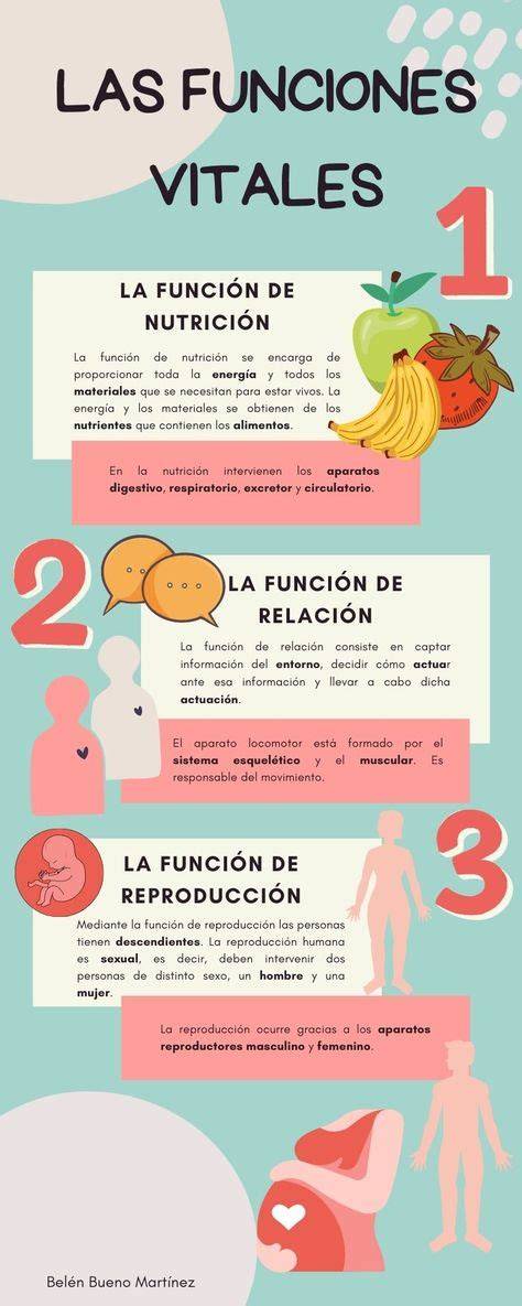 infografía sobre las funciones vitales y el simbolismo cultural de la placenta