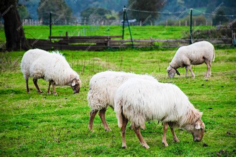 rebaño de ovejas pastando en un campo verde