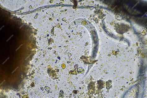 Microorganismos en el suelo bajo un microscopio