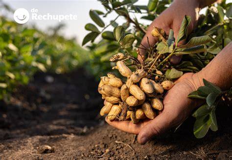 Esquema de un cacahuete en el suelo, mostrando las raíces y los cacahuetes formándose bajo tierra.