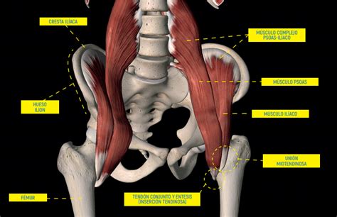 Esquema anatómico detallado del músculo psoas ilíaco, mostrando sus orígenes, inserciones y relación con la columna lumbar y la pelvis.