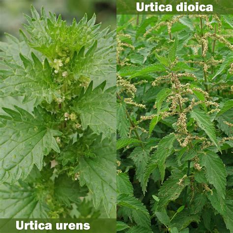 Ilustración de los tres tipos de ortiga (Urtica dioica, Urtica urens, Lamium álbum) con sus características distintivas