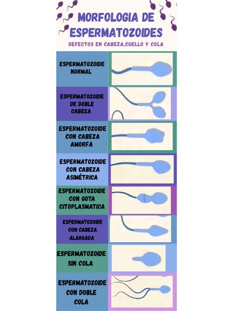 infografía de la morfología del espermatozoide normal y anormal