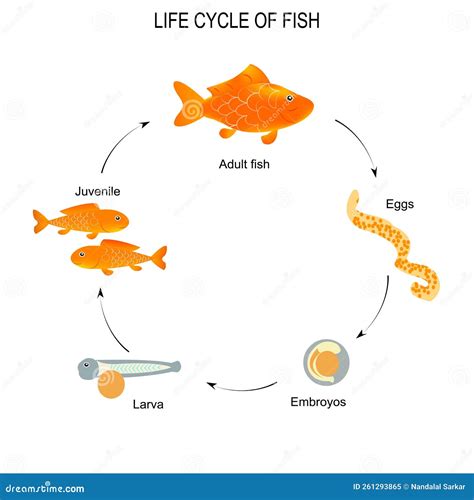Esquema biológico que ilustra el ciclo de vida del pez cirujano desde el huevo hasta el estado adulto.