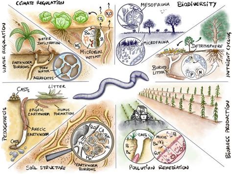 ilustración de lombrices de tierra procesando materia orgánica para crear humus