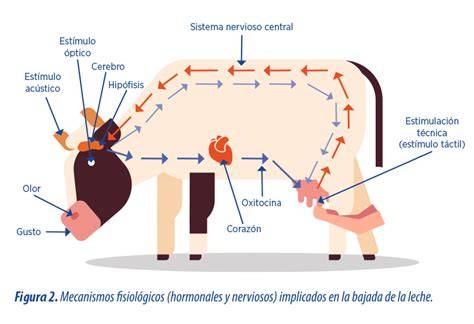 Esquema técnico que muestra el proceso de circulación continua de la leche dentro del calientabiberones para un calentamiento uniforme